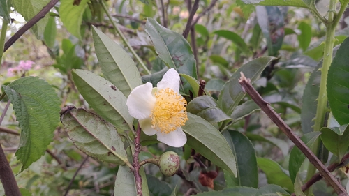 Pé de Chá (Camellia sinensis)