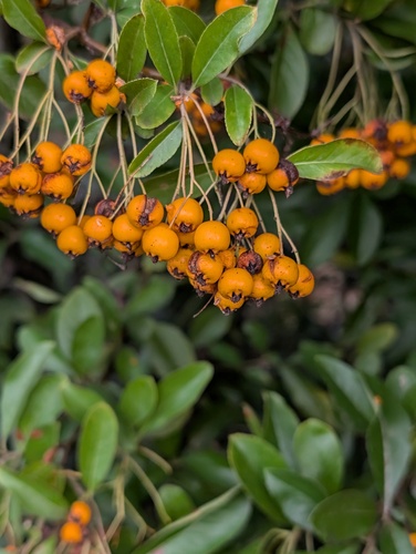 Piracanta Vermelha (Espinho-de-fogo)