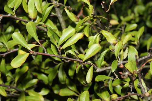 Piracanta Vermelha (Espinho-de-fogo)