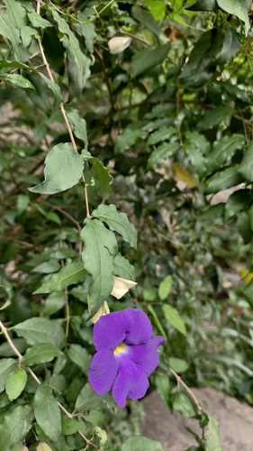 Tumbérgia Branca Arbustiva