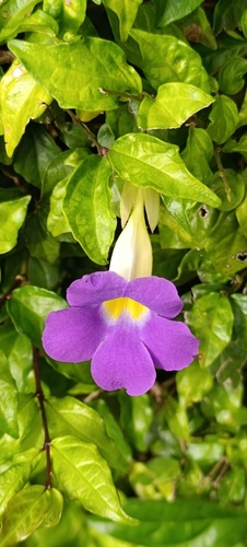 Tumbérgia Branca Arbustiva