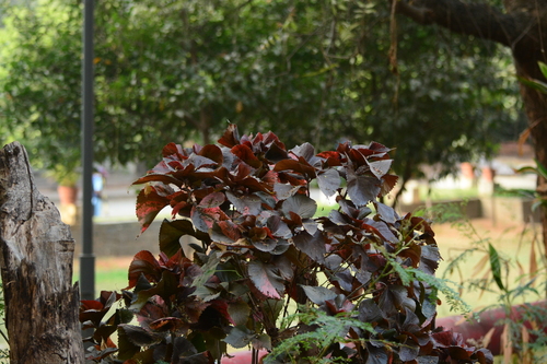 Acalifa-vermelha Foliar