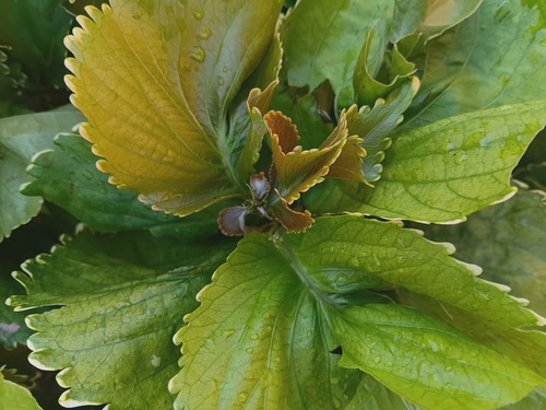 Acalifa-vermelha Foliar