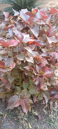 Acalifa-vermelha Foliar