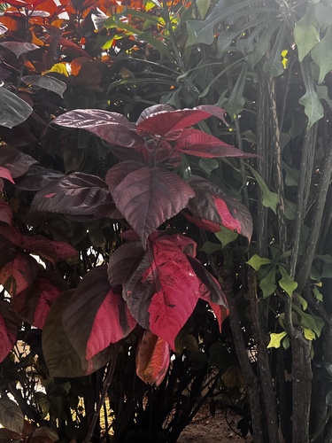 Acalifa Tricolor Bronzeada