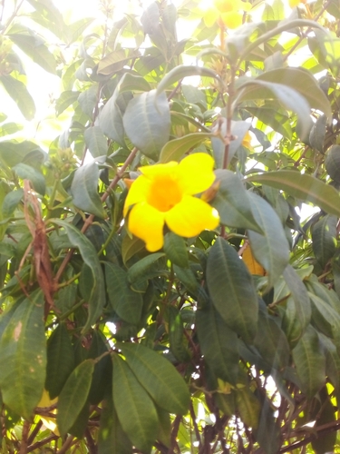 Alamanda-arbustiva Amarela