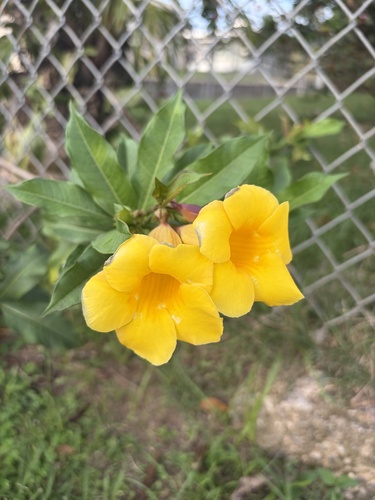 Alamanda-arbustiva Amarela