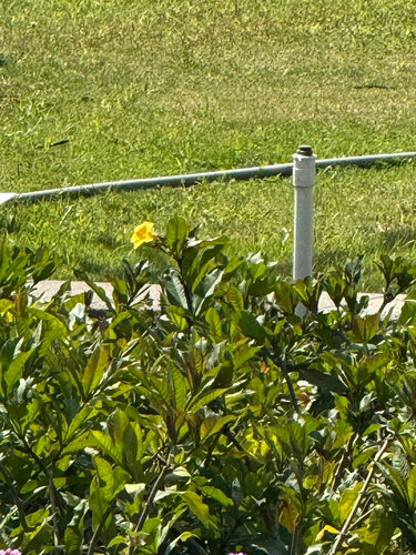 Alamanda Anã de Vaso
