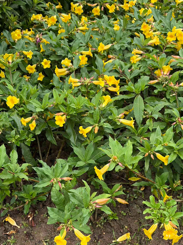 Alamanda Anã de Vaso