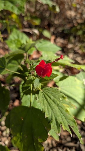 Malvavisco Vermelho (Cercas)