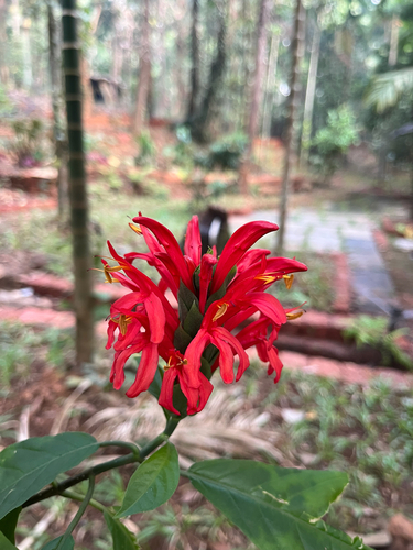 Camarão-vermelho da Amazônia