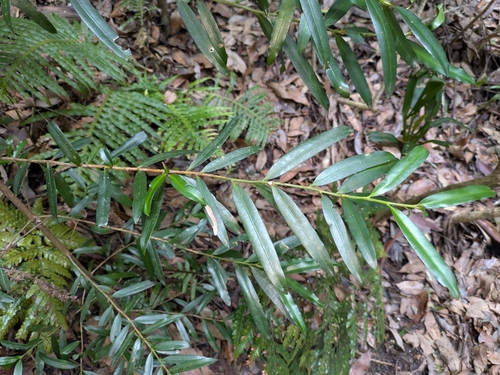 Podocarpo Gigante Australiano