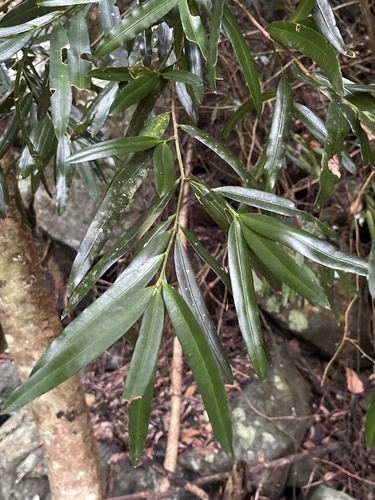 Podocarpo Gigante Australiano