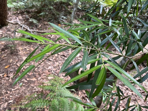Podocarpo Gigante Australiano