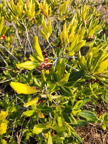 Pitosporo Variegado Borda Branca