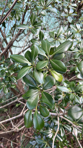 Pitosporo Variegado Borda Branca