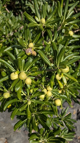 Pitosporo Variegado Borda Branca
