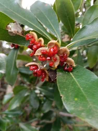 Pitosporo Variegado Borda Branca