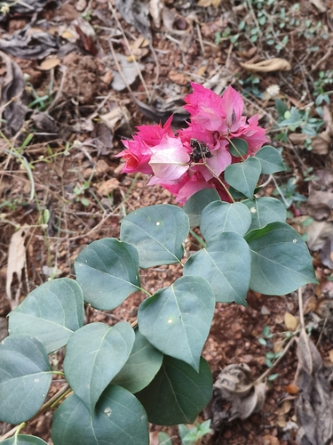 Primavera Roxa Clássica (Três-marias)