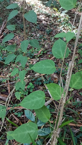 Flor-de-são-joão Variegada