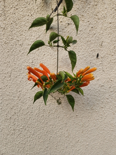 Flor-de-são-joão Variegada