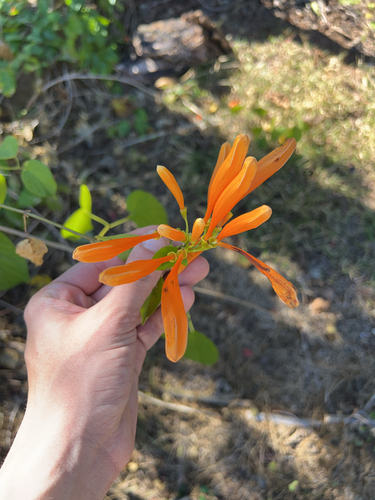 Flor-de-são-joão Variegada