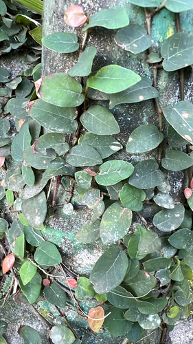 Unha-de-gato Variegada Branca