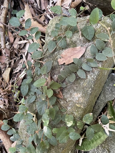 Unha-de-gato Variegada Branca