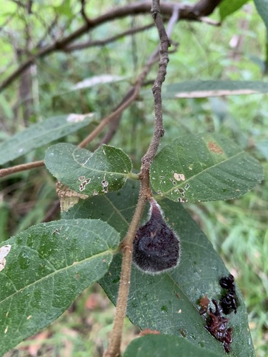 Ficus Rasteiro Radicans