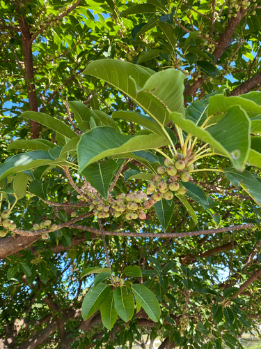 Ficus Rasteiro Radicans