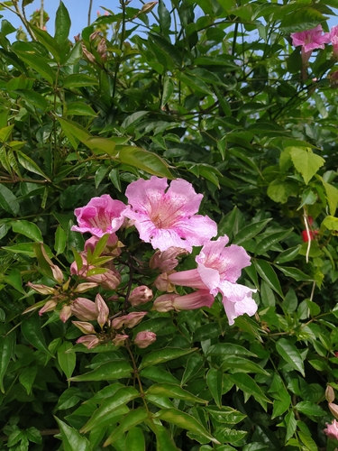 Sete-léguas Rosa Vigoroso
