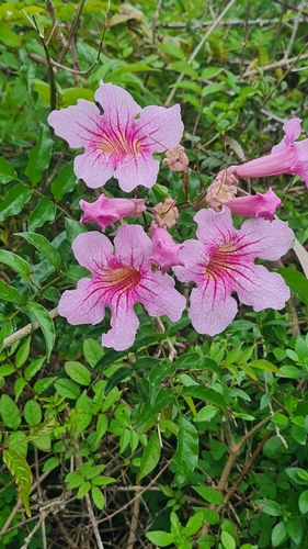 Sete-léguas de Folha Variegada