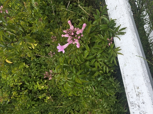 Sete-léguas de Folha Variegada