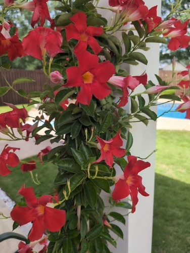 Dipladênia Rosa Choque