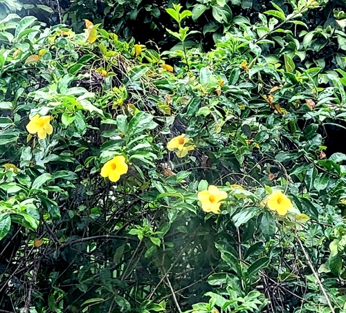 Alamanda-amarela Trepadeira Clássica