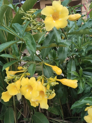 Alamanda-amarela Trepadeira Clássica