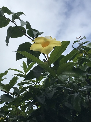 Alamanda Compacta de Treliça