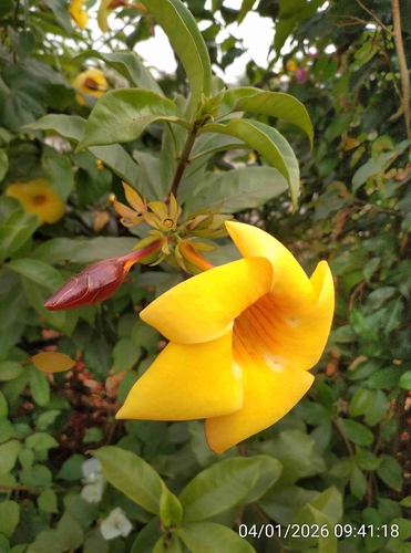 Alamanda Compacta de Treliça