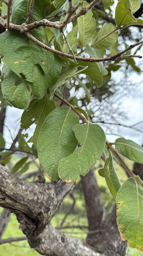Jasmim-da-índia Perfumado (Quisquális)