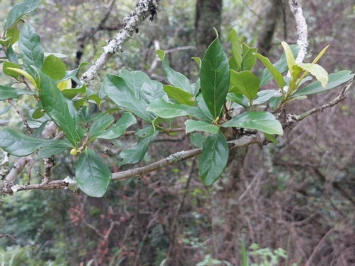 Jasmim-da-índia Perfumado (Quisquális)