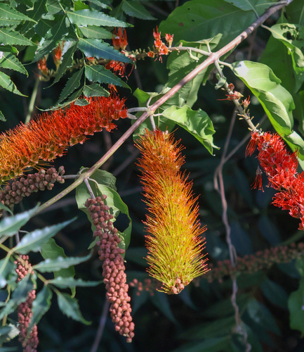 Jasmim-da-índia Perfumado (Quisquális)