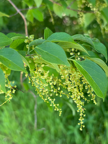 Jasmim-da-índia de Flores Dobradas
