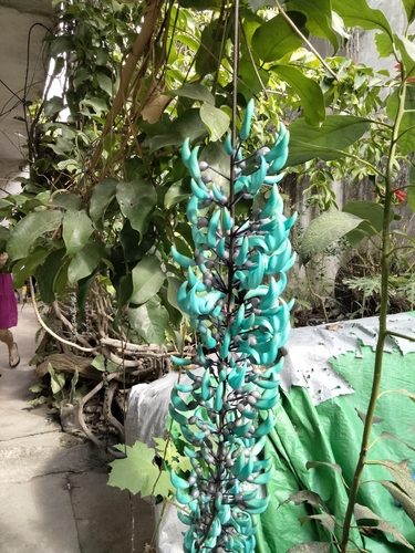 Jade-azul Variegada