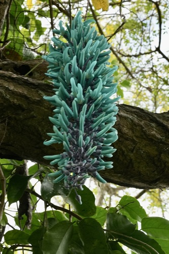 Jade-azul Variegada