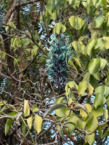 Jade-azul Variegada