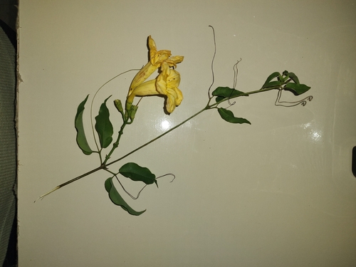 Cipó-d'alho Perfumado de Cerca
