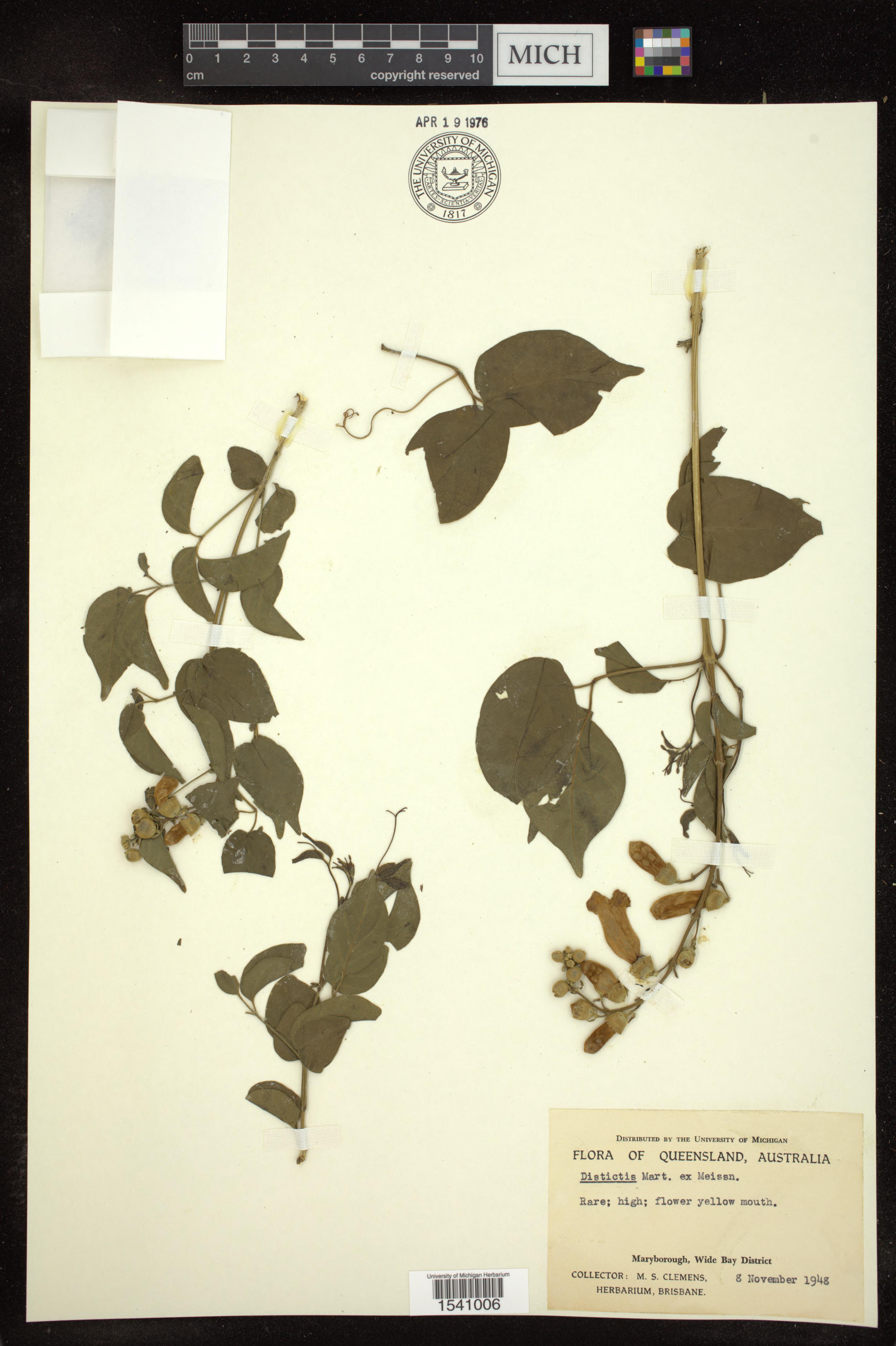 Cipó-trombeta Gentryi Raro