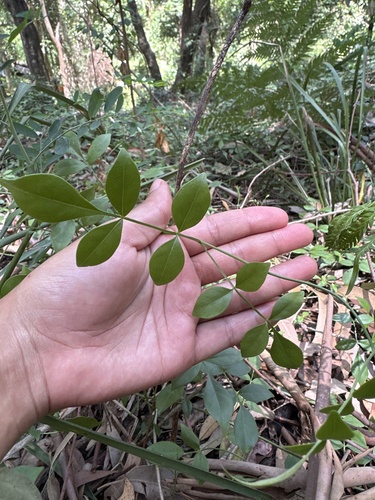 Pandorea-rosa de Cerca (Bignônia-branca)