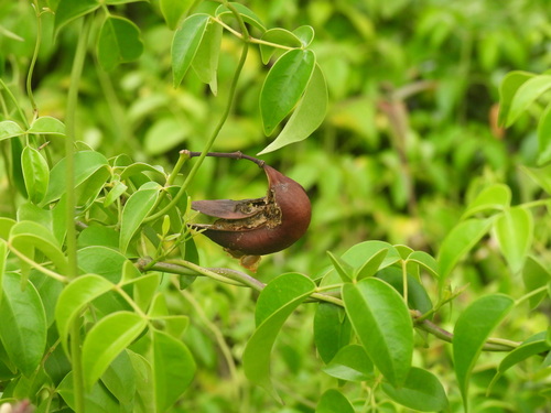 Pandorea-rosa de Cerca (Bignônia-branca)