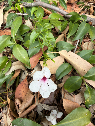 Pandorea de Cabelo de Vênus
